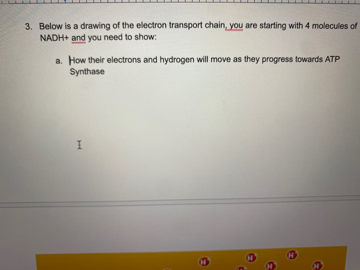 3. Below is a drawing of the electron transport chain, you are starting with 4 molecules of
NADH+ and you need to show:
a. How their electrons and hydrogen will move as they progress towards ATP
Synthase
I