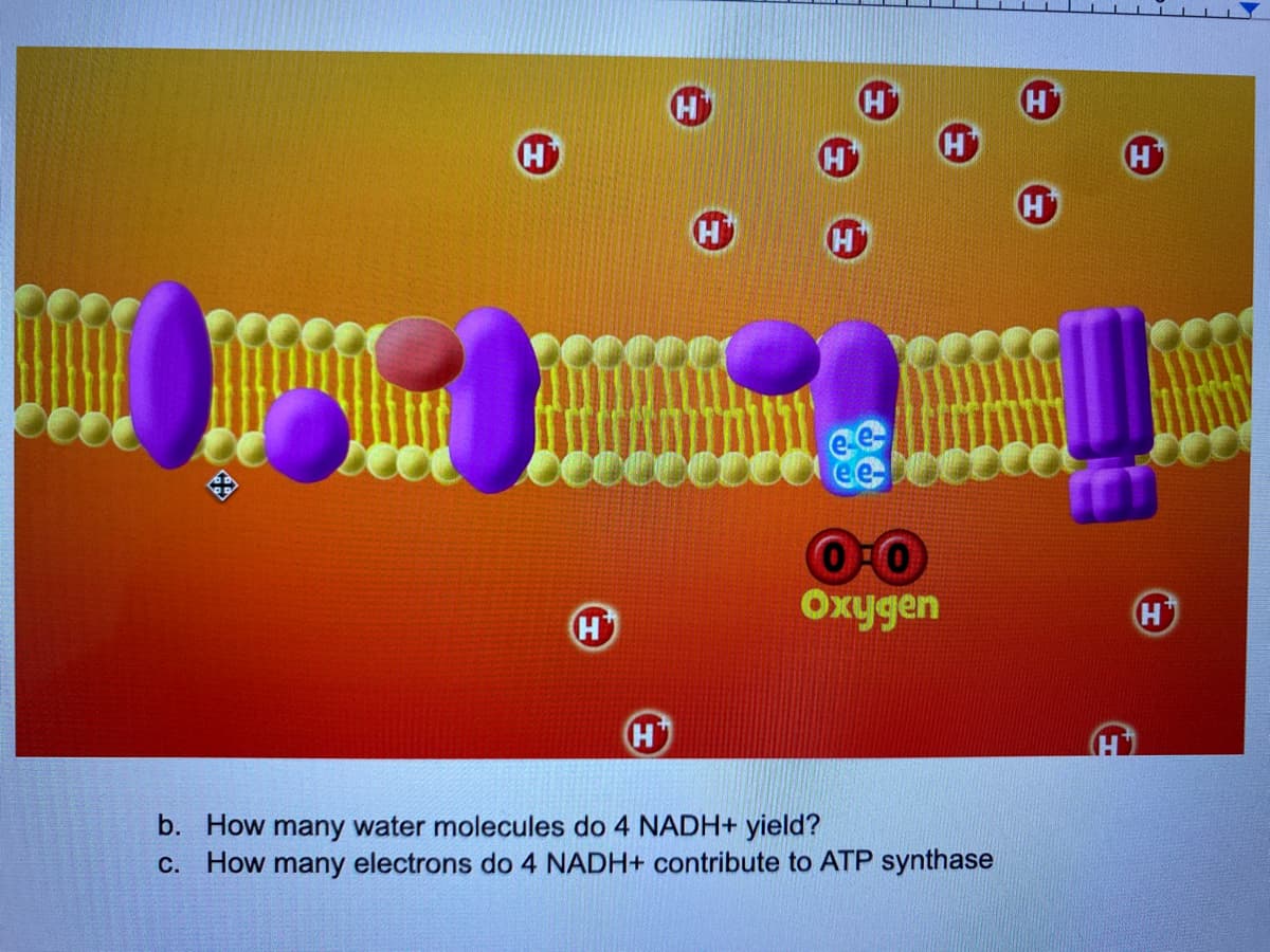 H
H
H
H
H
H
Oxygen
b. How many water molecules do 4 NADH+ yield?
c. How many electrons do 4 NADH+ contribute to ATP synthase
H
H
H
H