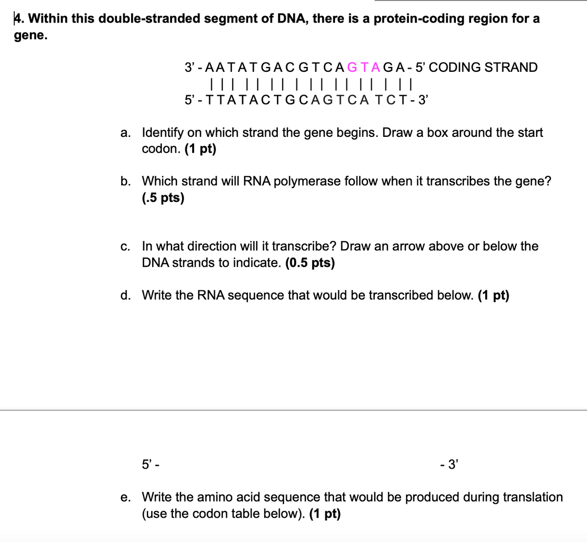 4. Within this double-stranded segment of DNA, there is a protein-coding region for a
gene.
3'-AATATGACGTCAGTAGA- 5' CODING STRAND
||| || || | || ||||| ||
5'-TTATACTGCAGTCA TCT-3'
a. Identify on which strand the gene begins. Draw a box around the start
codon. (1 pt)
b. Which strand will RNA polymerase follow when it transcribes the gene?
(.5 pts)
c. In what direction will it transcribe? Draw an arrow above or below the
DNA strands to indicate. (0.5 pts)
d. Write the RNA sequence that would be transcribed below. (1 pt)
5'-
- 3'
e. Write the amino acid sequence that would be produced during translation
(use the codon table below). (1 pt)