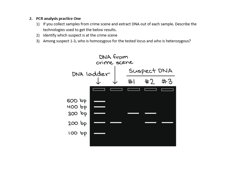 2. PCR analysis practice One
1) If you collect samples from crime scene and extract DNA out of each sample. Describe the
technologies used to get the below results.
2) Identify which suspect is at the crime scene
3) Among suspect 1-3, who is homozygous for the tested locus and who is heterozygous?
DNA from
crime scene
DNA ladder
Suspect DNA
#1 #2 #3
500 bp
400 bp
300 bp
200 bp
100 bp
|
|
