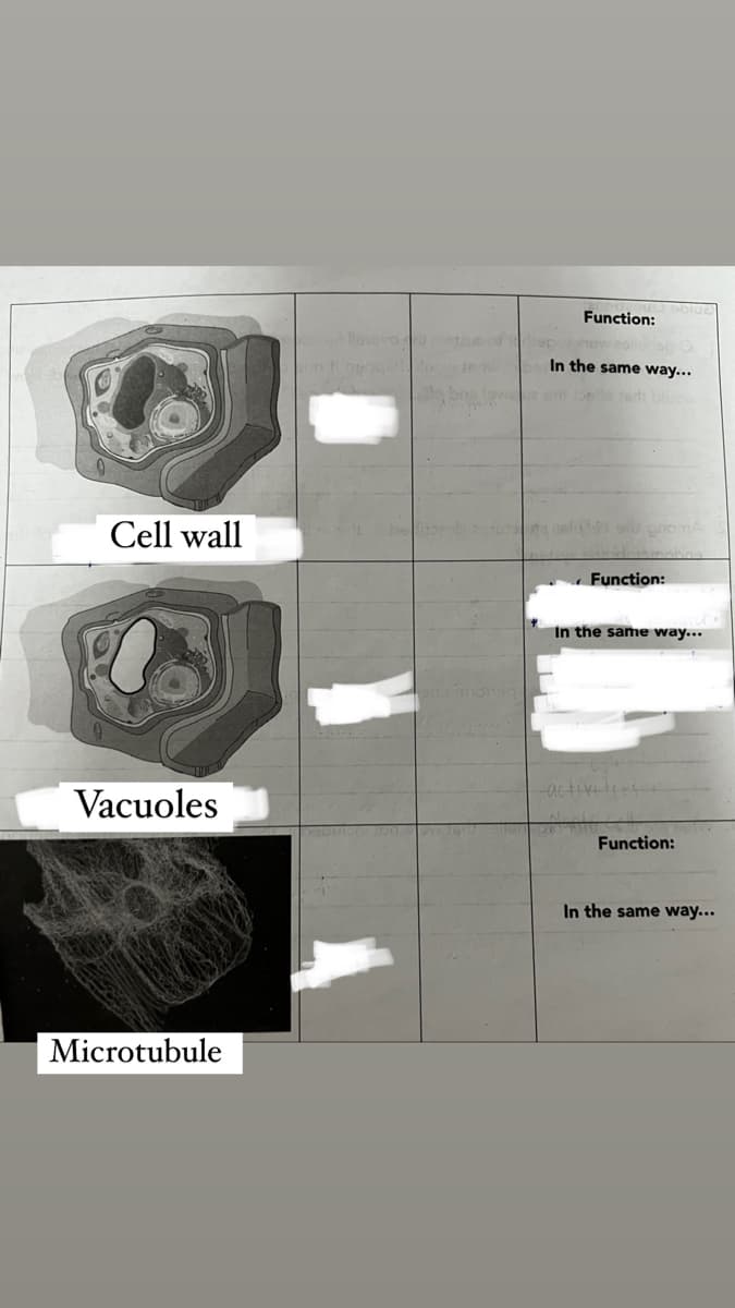 Cell wall
Vacuoles
Microtubule
dep
Function:
In the same way...
1939 promA
Function:
In the same way...
-activite
Function:
In the same way...