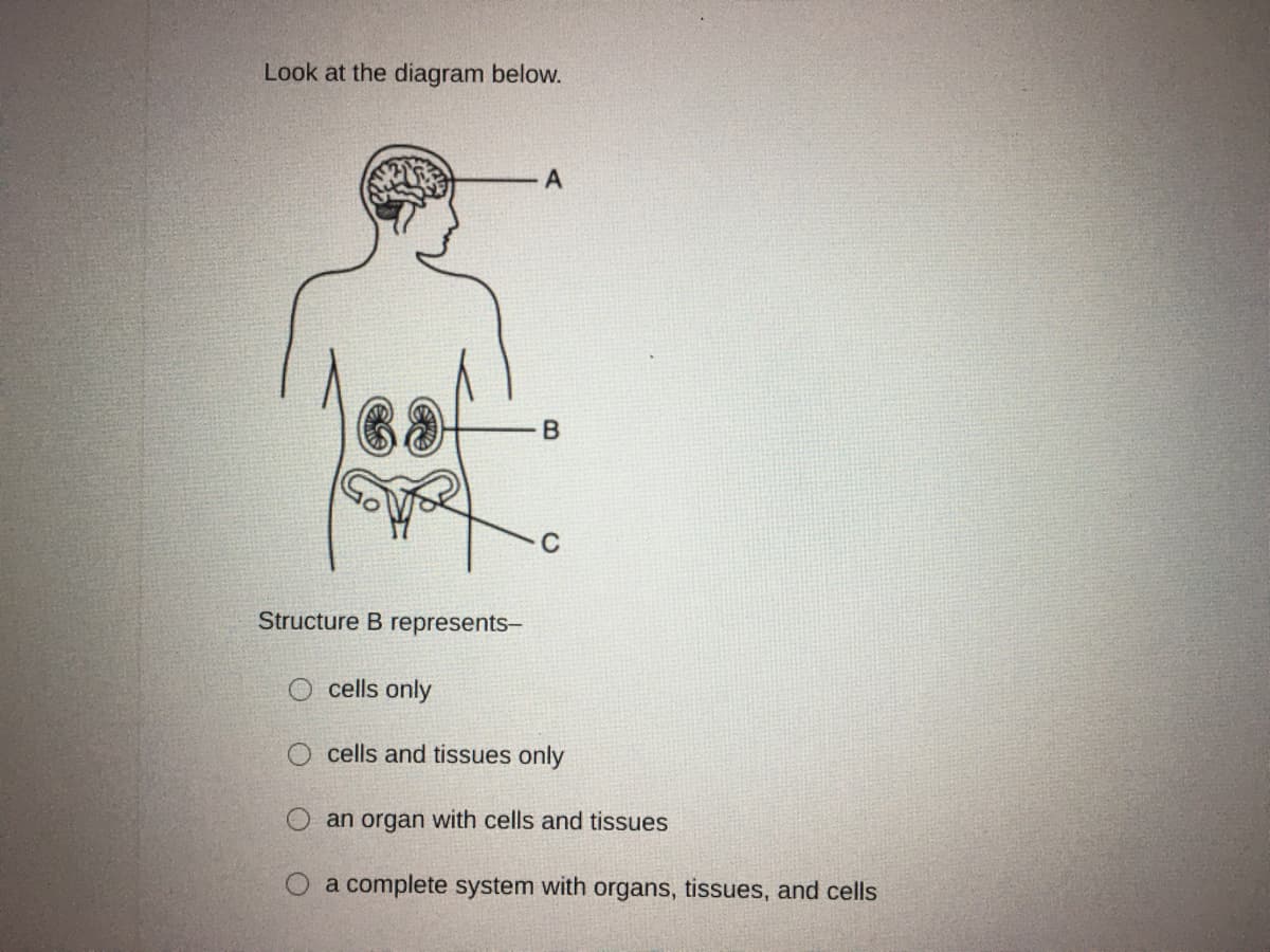 Look at the diagram below.
C
Structure B represents-
cells only
O cells and tissues only
O an organ with cells and tissues
a complete system with organs, tissues, and cells
