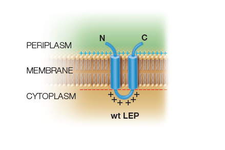 N
PERIPLASM
++++++++ ++++++++++
MEMBRANE
CYTOPLASM
wt LEP
