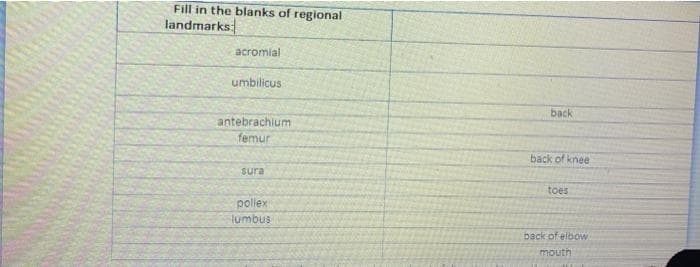 Fill in the blanks of regional
landmarks:
acromial
umbilicus:
antebrachium
femur
sura
pollex
lumbus
back
back of knee
toes
back of elbow
mouth