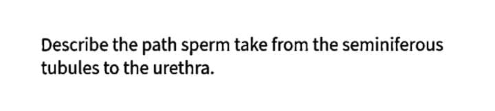 Describe the path sperm take from the seminiferous
tubules to the urethra.
