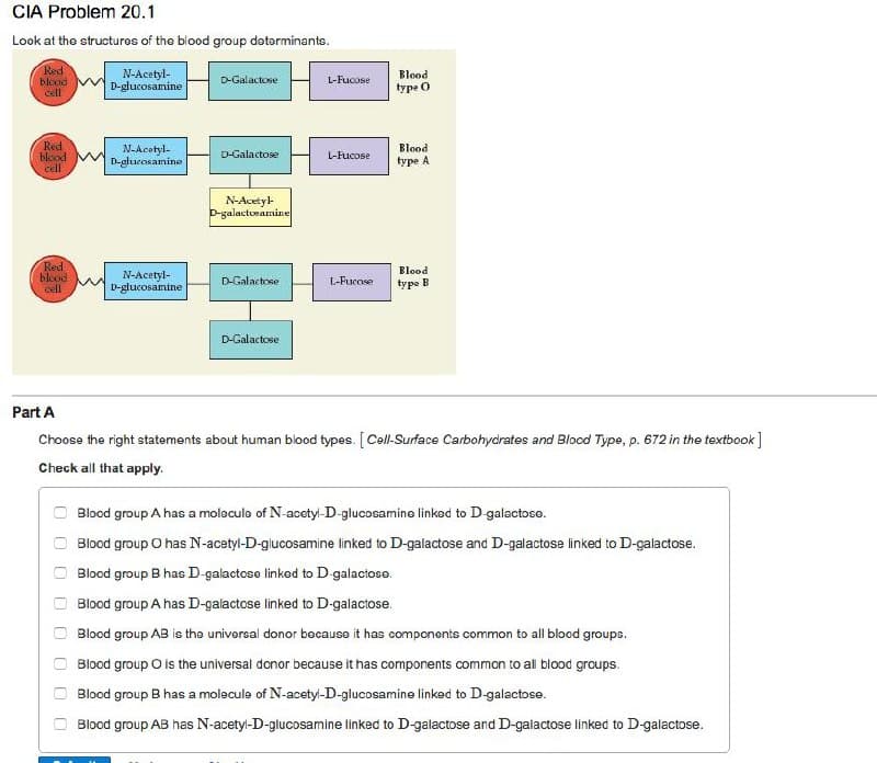 CIA Problem 20.1
Look at the structuros of the blood group doterminants.
Red
blood
cell
N-Acetyl-
D-glucosamine
Blood
D-Galactose
L-Fucose
type O
Red
bleod
cell
N-Acotyl-
D-glucosamine
Blood
D-Galactose
L-Fucose
type A
N-Acetyl
D-galactosamine
Red
blood
cell
Blood
N-Acetyl-
D-glucosamine
D-Galactose
L-Fucose
type B
D-Galactose
Part A
Choose the right statements about human blood types. [Cell-Surface Carbohydrates and Blocd Type, p. 672 in the textbook]
Check all that apply.
Blood group A has a moleculo of N-acetyl-D-glucosamine linked to D-galactose.
Blood group O has N-acetyl-D-glucosamine linked to D-galactose and D-galactose linked to D-galactose.
Blood group B has D-galactose linked to D galactose.
Blood group A has D-galactose linked to D-galactose.
Blood group AB is thə univorsal donor because it has components common to all blood groups.
Blood group O is the universal donor because it has components common to all blood groups.
Blood group B has a molecula of N-acety-D-glucosamine linked to D-galactose.
Blood group AB has N-acetyl-D-glucosamine linked to D-galactose and D-galactose linked to D-galactose.
O O O
