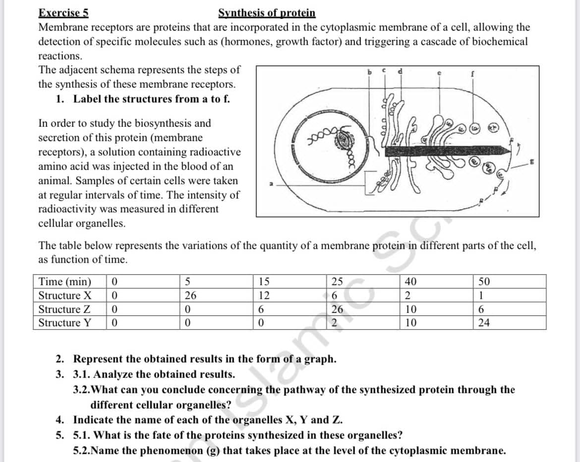 Exercise 5
Membrane receptors are proteins that are incorporated in the cytoplasmic membrane of a cell, allowing the
detection of specific molecules such as (hormones, growth factor) and triggering a cascade of biochemical
Synthesis of protein
reactions.
The adjacent schema represents the steps of
the synthesis of these membrane receptors.
1. Label the structures from a to f.
In order to study the biosynthesis and
secretion of this protein (membrane
receptors), a solution containing radioactive
amino acid was injected in the blood of an
animal. Samples of certain cells were taken
at regular intervals of time. The intensity of
radioactivity was measured in different
cellular organelles.
2000
The table below represents the variations of the quantity of a membrane protein in different parts of the cell,
as function of time.
Time (min)
15
40
50
Structure X
26
12
2
1
Structure Z
0.
6.
10
6.
Structure Y
0.
10
24
2. Represent the obtained results in the form
3. 3.1. Analyze the obtained results.
3.2.What can you conclude concerning the pathway of the synthesized protein through the
different cellular organelles?
graph.
4. Indicate the name of each of the organelles X, Y and Z.
5. 5.1. What is the fate of the proteins synthesized in these organelles?
5.2.Name the phenomenon (g) that takes place at the level of the cytoplasmic membrane.
