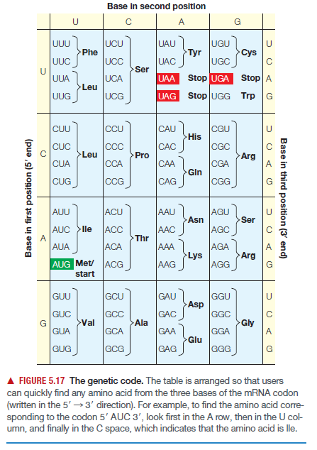 Base in second position
A
UUU
UCU
UAU
UGU
Phe
Tyr
UCC
Cys
C
UUC
UAC
UGC
Ser
UUA
UCA
UAA
Stop UGA Stop A
>Leu
UUG
UCG
UAG
Stop UGG Trp G
CUU
CCU
CAU
CGU
His
CUC
CCC
CAC
CGC
>Leu
Pro
Arg
CỦA
CCA
СА
CGA
Gin
CUG
CCG
CAG
CG
AUU
ACU
AAU
AGU
Asn
Ser
AUC >lle
A
AUA
ACC
AAC
AGC
Thr
ACA
AGA
Lys
AGG
AAA
Arg
AUG Met/
ACG
AAG
start
GUU
GCU
GAU
GGU
U
Asp
GCC
GGC
GUC
G
GUA
GAC
Val
Ala
Gly
A
GCA
GAA
GGA
Glu
GUG
GCG
GAG
GGG
G
A FIGURE 5.17 The genetic code. The table is arranged so that users
can quickly find any amino acid from the three bases of the mRNA codon
(written in the 5' →3' direction). For example, to find the amino acid corre-
sponding to the codon 5' AUC 3', look first in the A row, then in the U col
umn, and finally in the C space, which indicates that the amino acid is lle.
Base in third position (3' end)
Base in first position (5' end)
