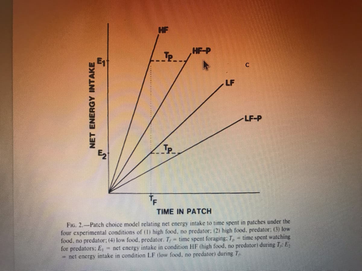 NET ENERGY INTAKE
N
TE
HF
JP_
TP_
HF-P
LF
-LF-P
TIME IN PATCH
FIG. 2.-Patch choice model relating net energy intake to time spent in patches under the
four experimental conditions of (1) high food, no predator; (2) high food, predator; (3) low
food, no predator; (4) low food, predator. T, time spent foraging: 7,- time spent watching
for predators: E,- net energy intake in condition HF (high food, no predator) during I: E.
- net energy intake in condition LF (low food, no predator) during 7.