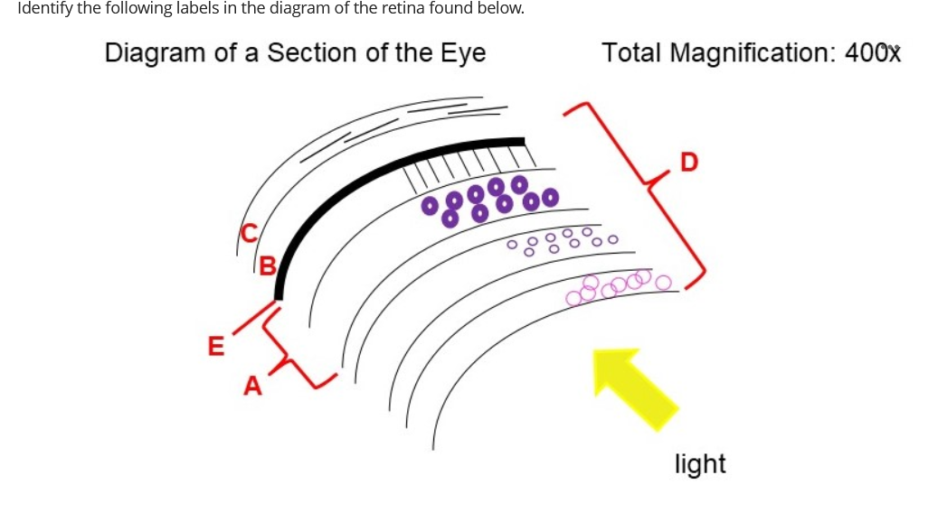 Identify the following labels in the diagram of the retina found below.
Diagram of a Section of the Eye
Total Magnification: 400x
B
A
0888%0
800000
light