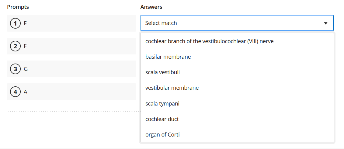 Prompts
1 E
2 F
(3
3 G
4) A
Answers
Select match
cochlear branch of the vestibulocochlear (VIII) nerve
basilar membrane
scala vestibuli
vestibular membrane
scala tympani
cochlear duct
organ of Corti