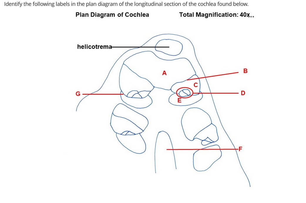 Identify the following labels in the plan diagram of the longitudinal section of the cochlea found below.
Plan Diagram of Cochlea
Total Magnification: 40x..
helicotrema
G
-F
D
B