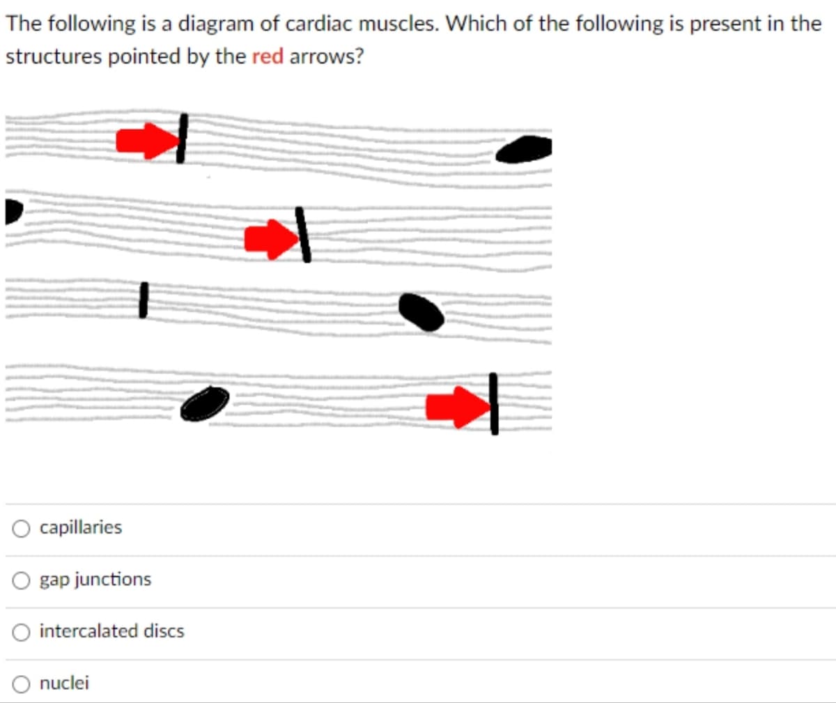 The following is a diagram of cardiac muscles. Which of the following is present in the
structures pointed by the red arrows?
capillaries
gap junctions
O intercalated discs
nuclei