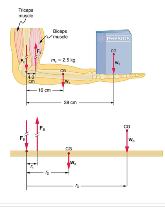 Triceps
muscle
FE
4.0
cm
"₁
-16 cm
FB
Biceps
muscle
m₂ = 2.5 kg
CG
W₂
38 cm
CG
13
PHYSICS
CG
Wo
CG
Wb