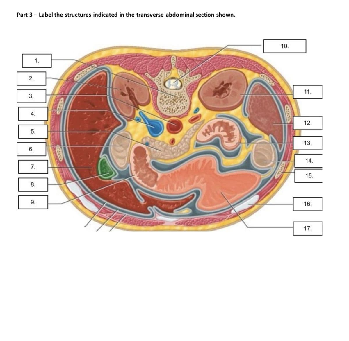 Part 3 - Label the structures indicated in the transverse abdominal section shown.
2.
3.
1.
4.
5.
6.
10.
10
11.
12.
13.
7.
8.
14.
15.
9.
16.
17.