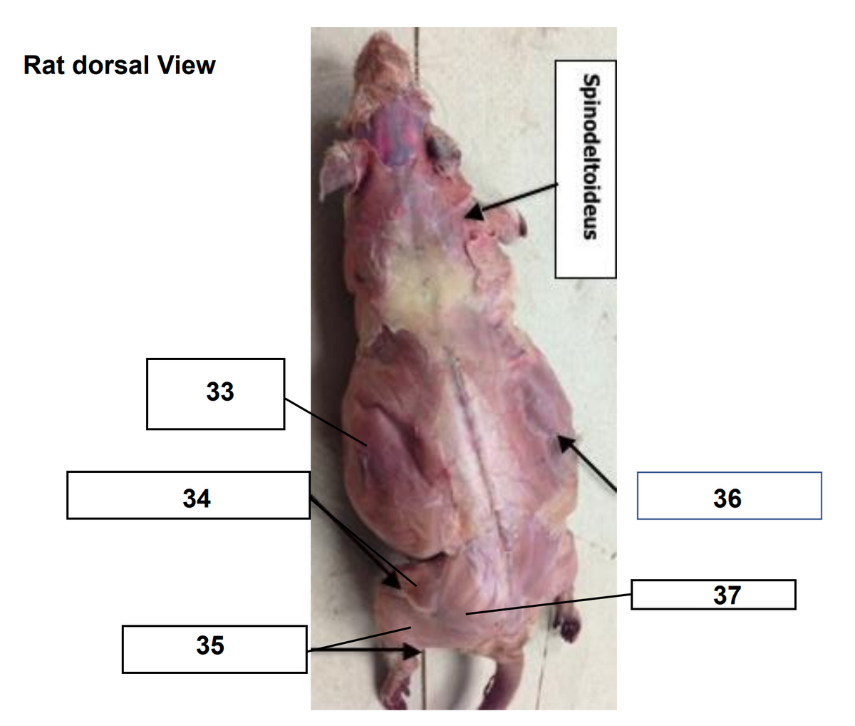 Rat dorsal View
33
34
36
37
35
Spinodeltoideus
