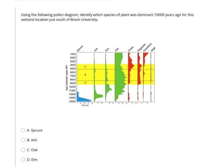 Using the following pollen diagram, identify which species of plant was dominant 10000 years ago for this
wetland location just south of Brock University.
Spruce
1000
2000
3000
4000
Ragweed
Goosefoot
Grass
Sage
5000
6000
7000
8000
9000
10000
A
11000
12000
13000
14000
Pertent
A. Spruce
B. Ash
O C. Oak
D. Elm
Age (calendar years BP)
