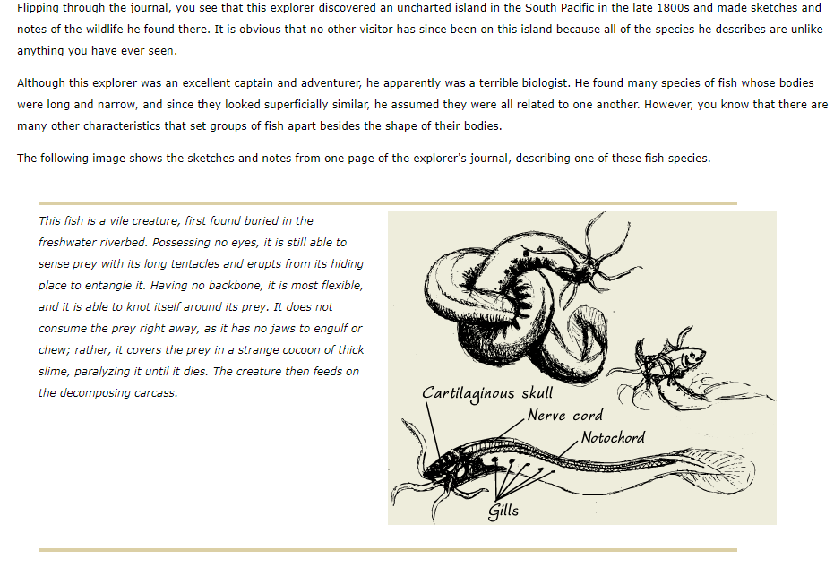 **Title: Uncharted Island Discoveries in the South Pacific: An Explorer's Journal**

Flipping through the journal, you see that this explorer discovered an uncharted island in the South Pacific in the late 1800s and made sketches and notes of the wildlife he found there. It is obvious that no other visitor has since been on this island because all of the species he describes are unlike anything you have ever seen.

Although this explorer was an excellent captain and adventurer, he apparently was a terrible biologist. He found many species of fish whose bodies were long and narrow, and since they looked superficially similar, he assumed they were all related to one another. However, you know that there are many other characteristics that set groups of fish apart besides the shape of their bodies.

The following image shows the sketches and notes from one page of the explorer’s journal, describing one of these fish species.

**Description and Sketch of the Discovered Fish Species**

*This fish is a vile creature, first found buried in the freshwater riverbed. Possessing no eyes, it is still able to sense prey with its long tentacles and erupts from its hiding place to entangle it. Having no backbone, it is most flexible, and it is able to knot itself around its prey. It does not consume the prey right away, as it has no jaws to engulf or chew; rather, it covers the prey in a strange cocoon of thick slime, paralyzing it until it dies. The creature then feeds on the decomposing carcass.*

**Detailed Sketches and Annotations:**

1. **Cartilaginous Skull:** The drawing highlights the fish’s skull, indicating it is made of cartilage rather than bone.
2. **Nerve Cord:** A vital structure noted in the sketch, showing the main nerve cord running along the body.
3. **Notochord:** Annotated as part of the central support structure in the fish.
4. **Gills:** Indicated near the head, these are the respiratory structures allowing the fish to extract oxygen from water.

The sketches provide a visual representation and anatomical insight into this unique and eerie species discovered by the explorer.