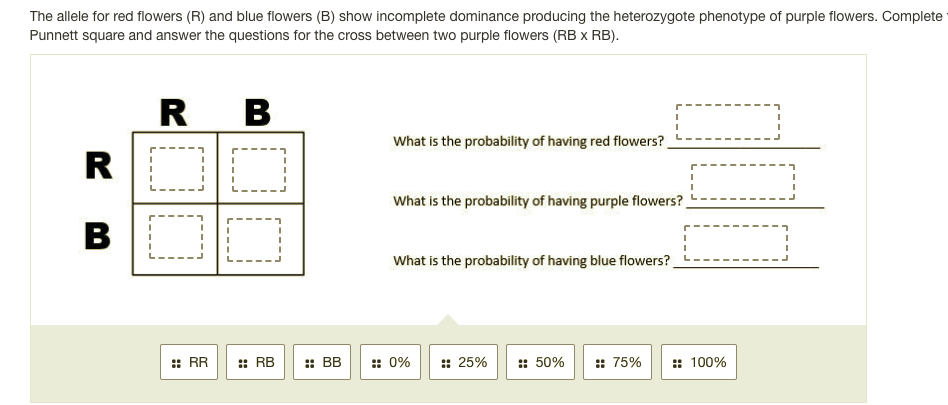The allele for red flowers (R) and blue flowers (B) show incomplete dominance producing the heterozygote phenotype of purple flowers. Complete
Punnett square and answer the questions for the cross between two purple flowers (RB x RB).
R
В
What is the probability of having red flowers?
R
What is the probability of having purple flowers?
B
What is the probability of having blue flowers?
:: RR
: RB
: BB
:: 0%
:: 25%
:: 50%
:: 75%
:: 100%
