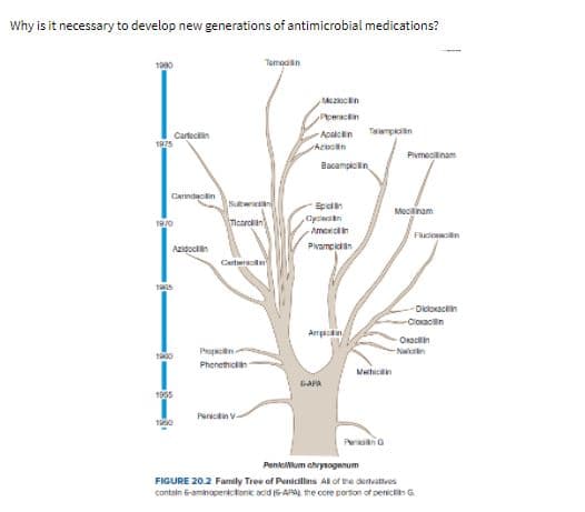 Why is it necessary to develop new generations of antimicrobial medications?
1080
Temoain
Meziocn
Pperactin
Cartecin
Acaicin
Taampkain
Acoon
PIvmecilinam
Bacampicilin
Carindaclin
nicilini
Meclinam
Cycan
Ticarclian
Amoxclin
Fudo n
Azidoclin
Pivampiciin
Carteraciln
Dicioxacin
-Coxacilin
Armpcin
Oracin
Naen
Propecitn
Phenethicn
Mehicn
GAA
1965
Pericin V-
Peran a
Penleum ohrysogenum
FIGURE 20.2 Family Tree of Penicillins Al of the dertvattves
contain 6-aminopenktonik acid 5-APAL the core portion of penicn G.
