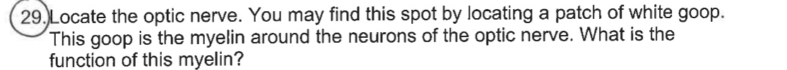 29. Locate the optic nerve. You may find this spot by locating a patch of white goop.
This goop is the myelin around the neurons of the optic nerve. What is the
function of this myelin?
