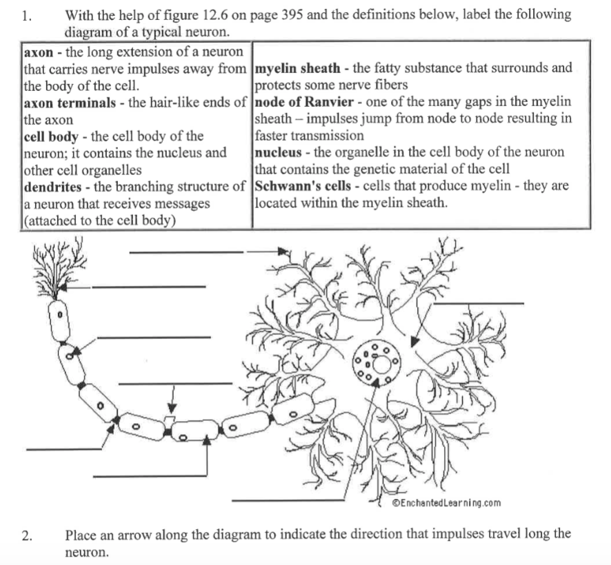 With the help of figure 12.6 on page 395 and the definitions below, label the following
diagram of a typical neuron.
axon - the long extension of a neuron
that carries nerve impulses away from myelin sheath - the fatty substance that surrounds and
the body of the cell.
axon terminals - the hair-like ends of node of Ranvier - one of the many gaps in the myelin
the axon
cell body - the cell body of the
neuron; it contains the nucleus and
other cell organelles
dendrites - the branching structure of Schwann's cells - cells that produce myelin - they are
a neuron that receives messages
|(attached to the cell body)
1.
protects some nerve fibers
sheath – impulses jump from node to node resulting in
faster transmission
nucleus - the organelle in the cell body of the neuron
that contains the genetic material of the cell
located within the myelin sheath.
©EnchantedLearning.com
Place an arrow along the diagram to indicate the direction that impulses travel long the
neuron.
2.
