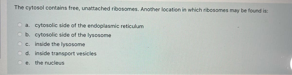 The cytosol contains free, unattached ribosomes. Another location in which ribosomes may be found is:
a. cytosolic side of the endoplasmic reticulum
b. cytosolic side of the lysosome
c. inside the lysosome
d. inside transport vesicles
e. the nucleus
