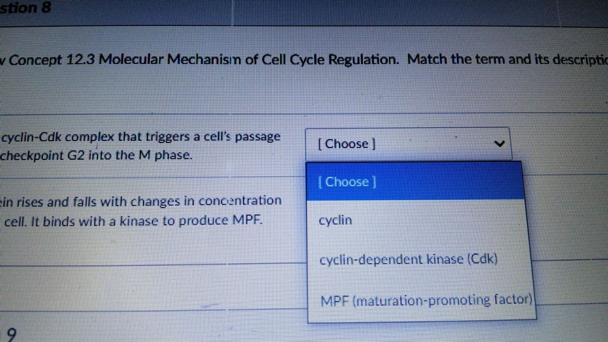 stion 8
v Concept 12.3 Molecular Mechanism of Cell Cycle Regulation. Match the term and its descriptic
cyclin-Cdk complex that triggers a cell's passage
checkpoint G2 into the M phase.
[Choose ]
|Choose ]
ein rises and falls with changes in concentration
cell. It binds with a kinase to produce MPF.
cyclin
cyclin-dependent kinase (Cdk)
MPF (maturation-promoting faclor)
9.
