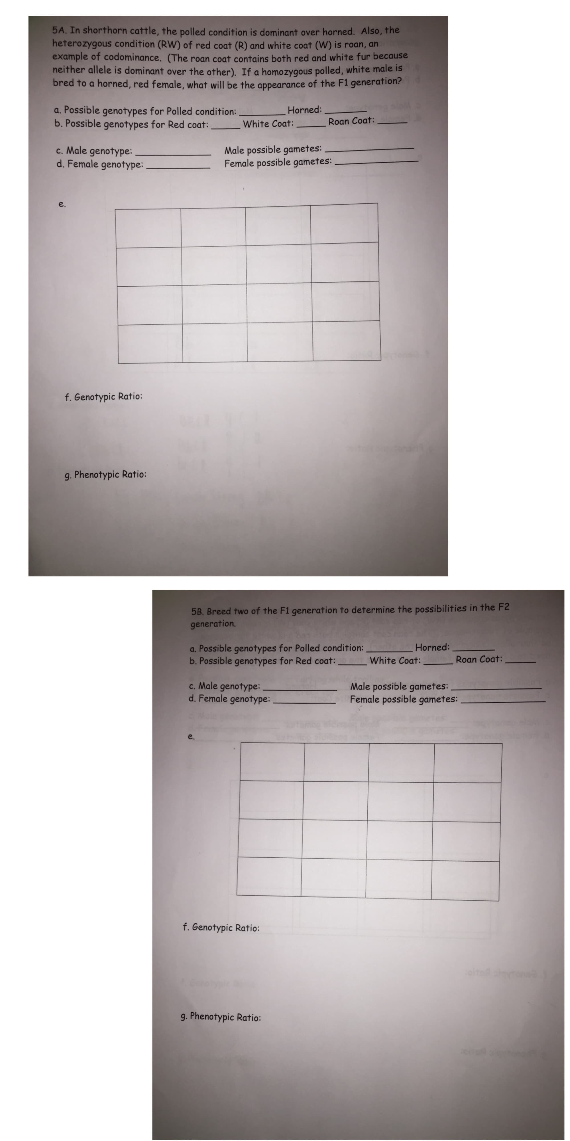 5A. In shorthorn cattle, the polled condition is dominant over horned. Also, the
heterozygous condition (RW) of red coat (R) and white coat (W) is roan, an
example of codominance. (The roan coat contains both red and white fur because
neither allele is dominant over the other). If a homozygous polled, white male is
bred to a horned, red female, what will be the appearance of the F1 generation?
Horned:
r: Roan Coat:
a. Possible genotypes for Polled condition
Coat:_
ossible geno
c. Male genotype:
d. Female genotype:
Male possible gametes
Female possible gametes
e.
f. Genotypic Ratio:
g. Phenotypic Ratio
5B, Breed two of the F1 generation to determine the possibilities in the F2
generation.
Horned:
a. Possible genotypes for Polled condition
b. Possible genotypes for Red coat:
White Coat:_
Roan Coat:
c. Male genotype:
d. Female genotype
Male possible gametes
Female possible gametes:
f. Genotypic Ratio:
g. Phenotypic Ratio
