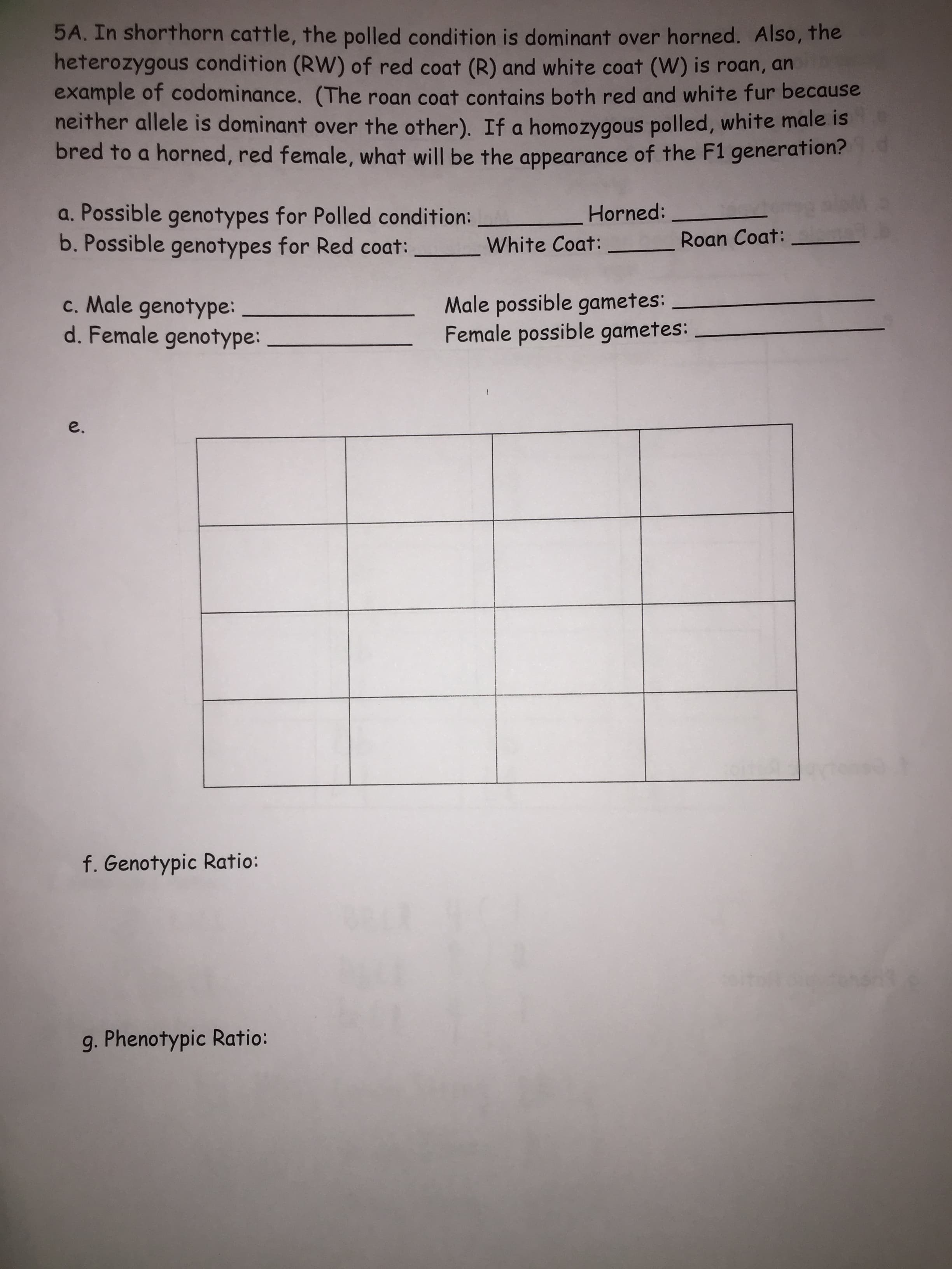5A. In shorthorn cattle, the polled condition is dominant over horned. Also, the
heterozygous condition (RW) of red coat (R) and white coat (W) is roan, an
example of codominance. (The roan coat contains both red and white fur because
neither allele is dominant over the other). If a homozygous polled, white male is
bred to a horned, red female, what will be the appearance of the F1 generation?
a. Possible genotypes for Polled condition: Horned:
b. Possible genotypes for Red coat:White Coat:
Roan Coat:
c. Male genotype
Male possible gametes:
Female genotypeFemale possible gametes:
e.
f. Genotypic Ratio:
g. Phenotypic Ratio:
