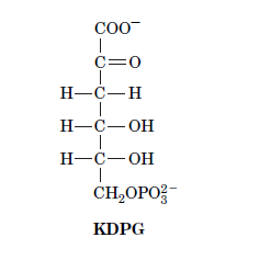 COO
|
C=0
H-C-H
Н—С—ОН
- OH
- OH
|
CH,OPO-
Н-С—он
KDPG
