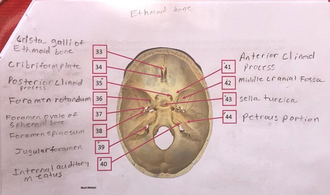 Ethmoid bone
Crista galli of
Ethmoid bone
33
Anterior Clinoid
process
cribriformplete
41
34
middle cranial Fossa
Posteriorclinoid
process
35
42
Foramen rotandum 36
43
sella turcica
44 Petrous portion
37
Foramen ovale of
Sphenoid bcre
38
Foramen spinosum
39
Jugularforamen
Internal au ditory
meatus
40
Mark Nielsen
