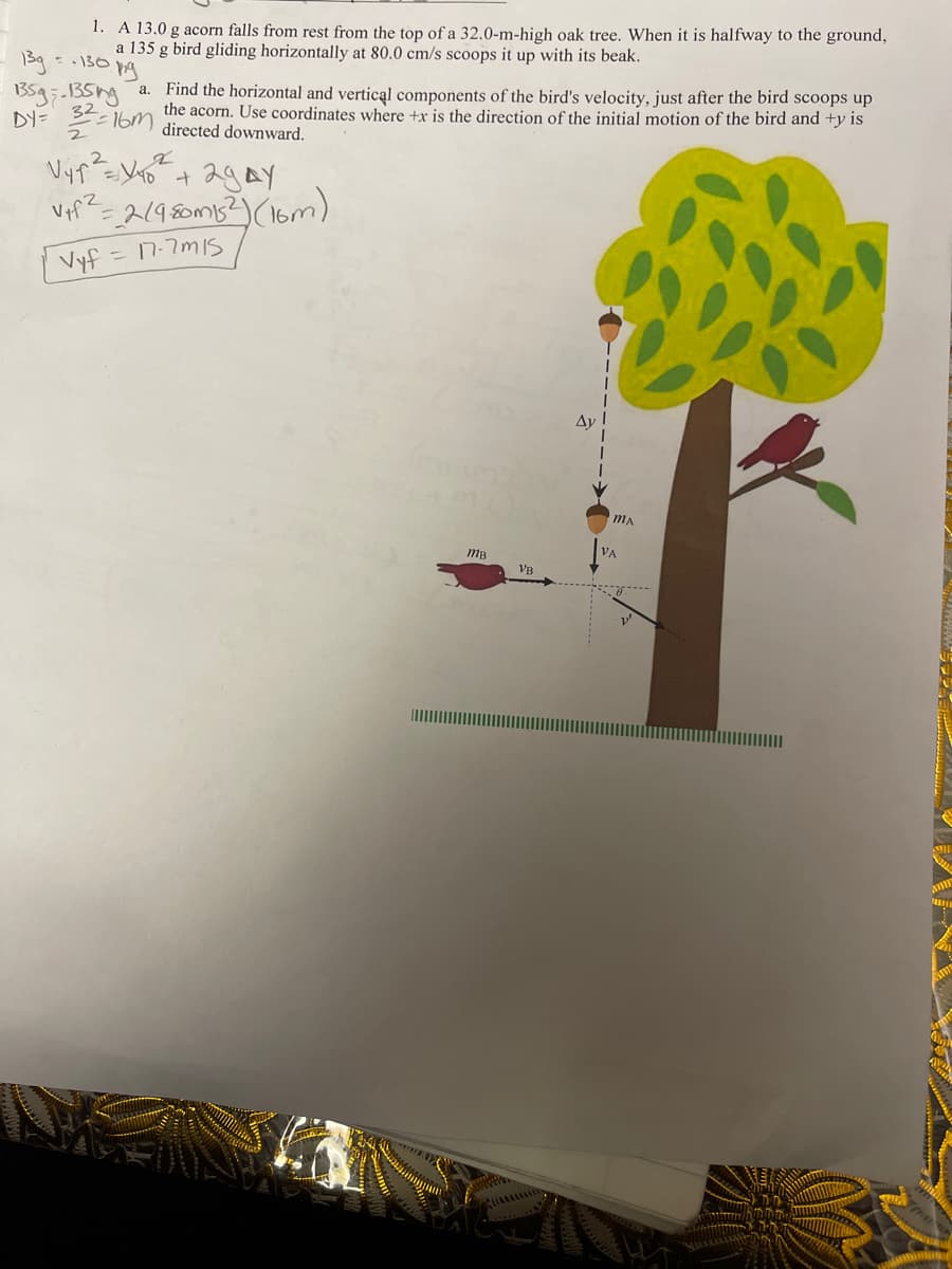 1. A 13.0 g acorn falls from rest from the top of a 32.0-m-high oak tree. When it is halfway to the ground,
a 135 g bird gliding horizontally at 80.0 cm/s scoops it up with its beak.
59 = .130
Find the horizontal and vertical components of the bird's velocity, just after the bird scoops up
the acorn. Use coordinates where +x is the direction of the initial motion of the bird and +y is
directed downward.
а.
DY=
32 16m
2
Vyf = 7-7m1S
Ay
VB
