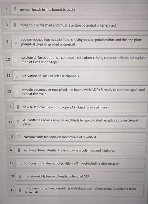 myosin heads firmly bound to actin
8.
i threshold is reached and muscle action potential is generated
sodium rushes into muscle fiber, causing local depolarization, and the end plate
potential (type of graded potential)
9.
calcium diffuses out of sarcoplasmic reticulum, raising concentration in sarcoplasm
(End of Excitation Steps)
10
11
| activation of calcium release channels
myosin becomes re-energized and bound with ADP+P, ready to contract again and
repeat the cycle
12
| new ATP molecule binds to open ATP binding site of myosin
13
ACh diffuses across synapse and binds to ligand-gated receptors at muscle end
plate
14
15
| calcium binds troponin on sarcomeres of myofibril
I muscle action potential travels down sarcolemma and t-tubules
16
| tropomyosin slides out of position, off myosin binding sites on actin
17
I myosin quickly breaks phosphate bond of ATP
18
motor neuron action potential travels down axon, stimulating ACh release from
terminals
19
::::
::::
