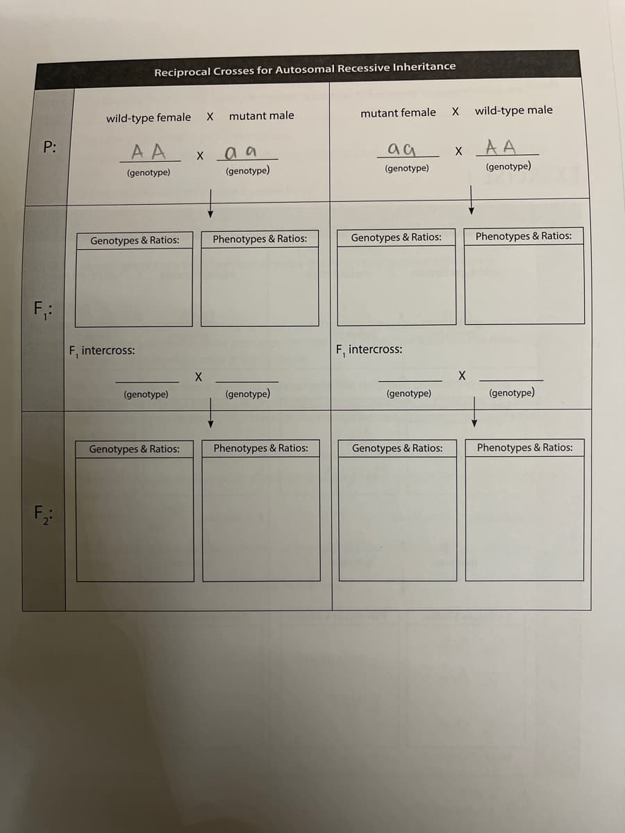 Reciprocal Crosses for Autosomal Recessive Inheritance
mutant male
mutant female
wild-type male
wild-type female
XAA
(genotype)
P:
AA x aa
(genotype)
(genotype)
(genotype)
Genotypes & Ratios:
Phenotypes & Ratios:
Genotypes & Ratios:
Phenotypes & Ratios:
F,:
F, intercross:
F, intercross:
(genotype)
(genotype)
(genotype)
(genotype)
Genotypes & Ratios:
Phenotypes & Ratios:
Genotypes & Ratios:
Phenotypes & Ratios:
F,
