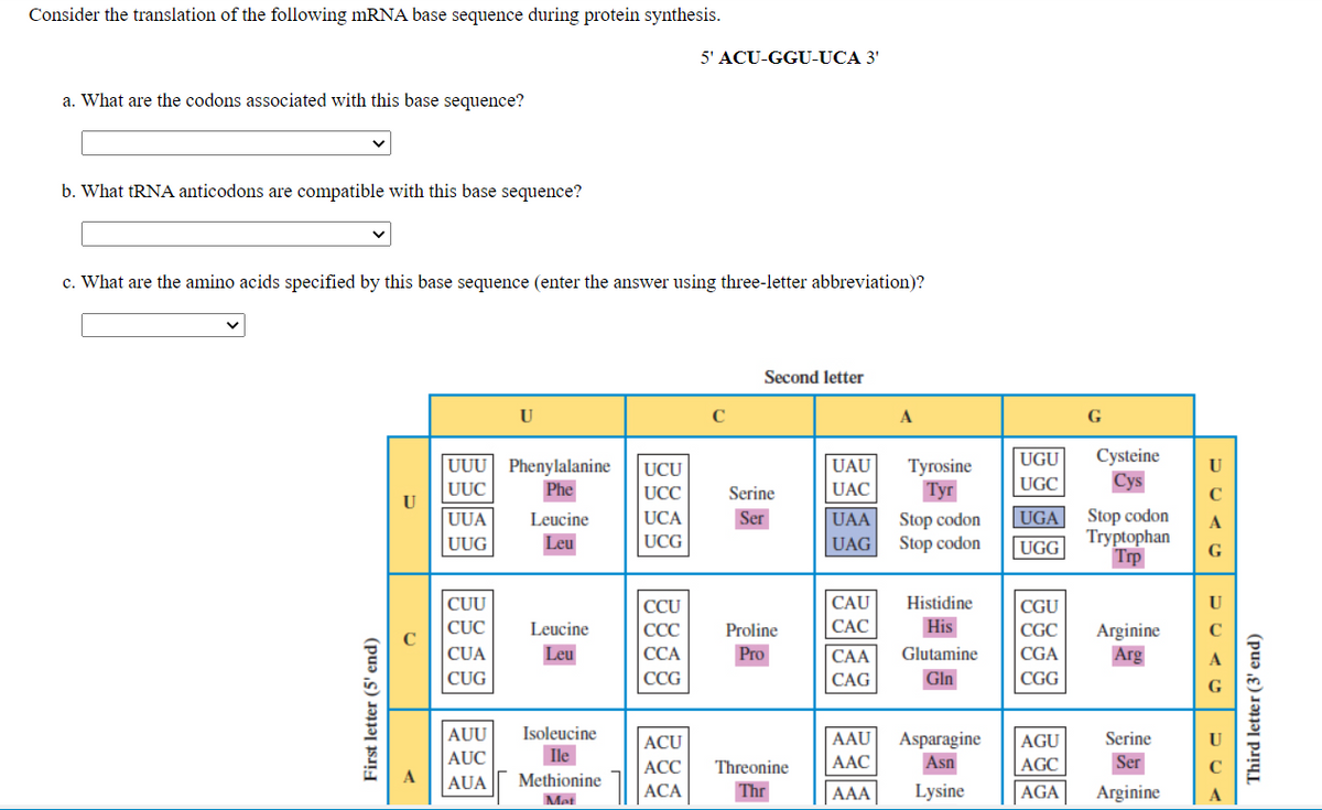 Consider the translation of the following mRNA base sequence during protein synthesis.
5' ACU-GGU-UCA 3'
a. What are the codons associated with this base sequence?
b. What tRNA anticodons are compatible with this base sequence?
c. What are the amino acids specified by this base sequence (enter the answer using three-letter abbreviation)?
Second letter
U
C
G
Cysteine
Cys
UGU
UUU Phenylalanine
UUC
UCU
UAU
Tyrosine
U
UGC
Phe
UCC
Serine
UAC
Туг
U
UGA
Stop codon
Tryptophan
Trp
UUA
Leucine
UCA
Ser
UAA
Stop codon
A
UUG
Leu
UCG
UAG Stop codon
UGG
G
|CAU
|САС
CUU
CCU
Histidine
CGU
U
CỤC
Leucine
CCC
Proline
His
|CGC
Arginine
Arg
|CỦA
Leu
Pro
|CAA
|CAG
CCA
Glutamine
CGA
CUG
CCG
Gln
CGG
AUU
AUC
Isoleucine
ACU
AAU
Asparagine
|AGU
Serine
Ile
АСС
Threonine
|AAC
Asn
AGC
Ser
AUA
Methionine
ACA
Thr
|AAA|
Lysine
AGA
Arginine
Met
First letter (5' end)
Third letter (3' end)
