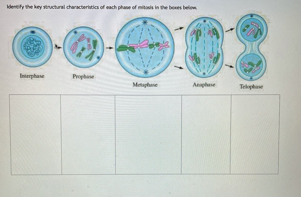 Identify the key structural characteristics of each phase of mitosis in the boxes below.
Interphase
Prophase
Metaphase
Anaphase
Telophase

