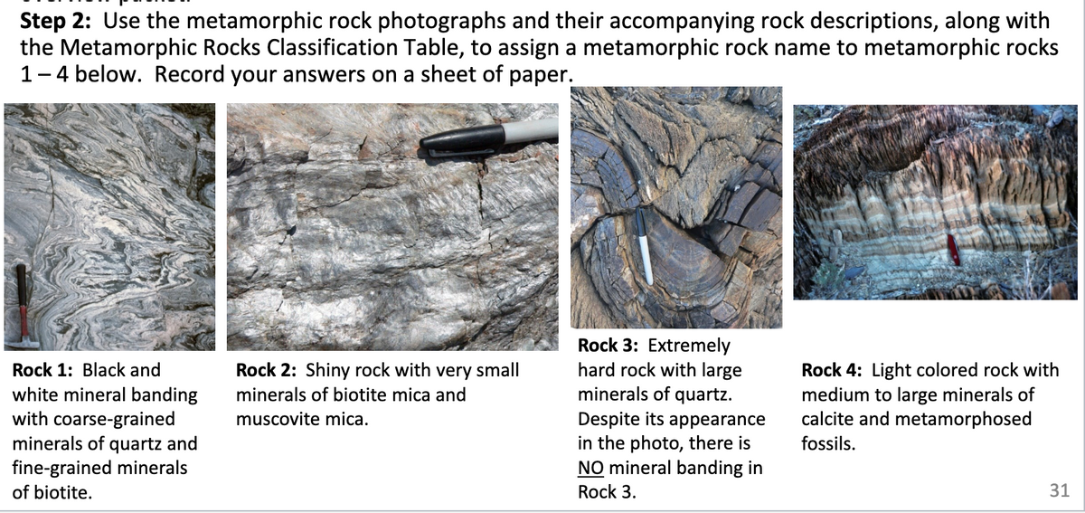 Step 2: Use the metamorphic rock photographs and their accompanying rock descriptions, along with
the Metamorphic Rocks Classification Table, to assign a metamorphic rock name to metamorphic rocks
1-4 below. Record your answers on a sheet of paper.
Rock 3: Extremely
hard rock with large
minerals of quartz.
Despite its appearance
in the photo, there is
NO mineral banding in
Rock 1: Black and
Rock 2: Shiny rock with very small
Rock 4: Light colored rock with
medium to large minerals of
calcite and metamorphosed
white mineral banding
with coarse-grained
minerals of quartz and
fine-grained minerals
minerals of biotite mica and
muscovite mica.
fossils.
of biotite.
Rock 3.
31
