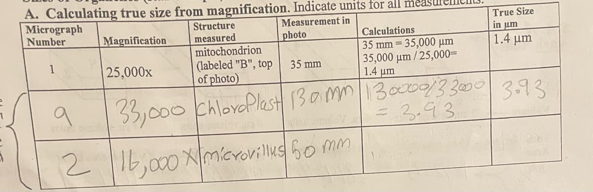 A. Calculating true size from magnification. Indicate units for all me
Micrograph
Number
True Size
Structure
Measurement in
in um
1.4 um
Magnification
measured
photo
Calculations
mitochondrion
35 mm = 35,000 µm
35,000
/25,000=
(labeled "B", top
of photo)
1
25,000x
35 mm
1.4 um
33,000 chloroflast 13amm13000933000 3.93
=3.93
2
16,000 Xmicrovillks 6o mm
