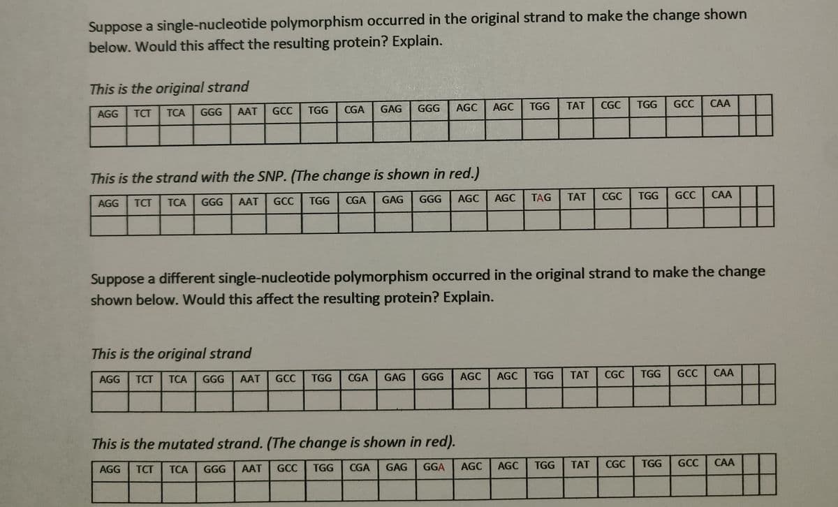 Suppose a single-nucleotide polymorphism occurred in the original strand to make the change shown
below. Would this affect the resulting protein? Explain.
This is the original strand
TGG
CGA
GAG
GGG
AGC
AGC
TGG
TAT
CGC
TGG
GCC
CAA
AGG
TCT
TCA
GGG
AAT
GCC
This is the strand with the SNP. (The change is shown in red.)
TGG
CGA
GAG
GGG
AGC
AGC
TAG
TAT
CGC
TGG
GCC
САА
AGG
TCT
TCA
GGG
AAT
GCC
Suppose a different single-nucleotide polymorphism occurred in the original strand to make the change
shown below. Would this affect the resulting protein? Explain.
This is the original strand
AGG
TCT
TCA
GGG
AAT
GCC
TGG
CGA
GAG
GGG
AGC
AGC
TGG
TAT
CGC
TGG
GCC
САА
This is the mutated strand. (The change is shown in red).
AGG
TCT
TCA
GGG
AAT
GCC
TGG
CGA
GAG
GGA
AGC
AGC
TGG
TAT
CGC
TGG
GCC
CAA
