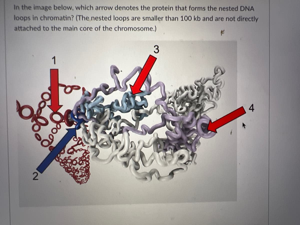 In the image below, which arrow denotes the protein that forms the nested DNA
loops in chromatin? (The nested loops are smaller than 100 kb and are not directly
attached to the main core of the chromosome.)
3
1
4
2
