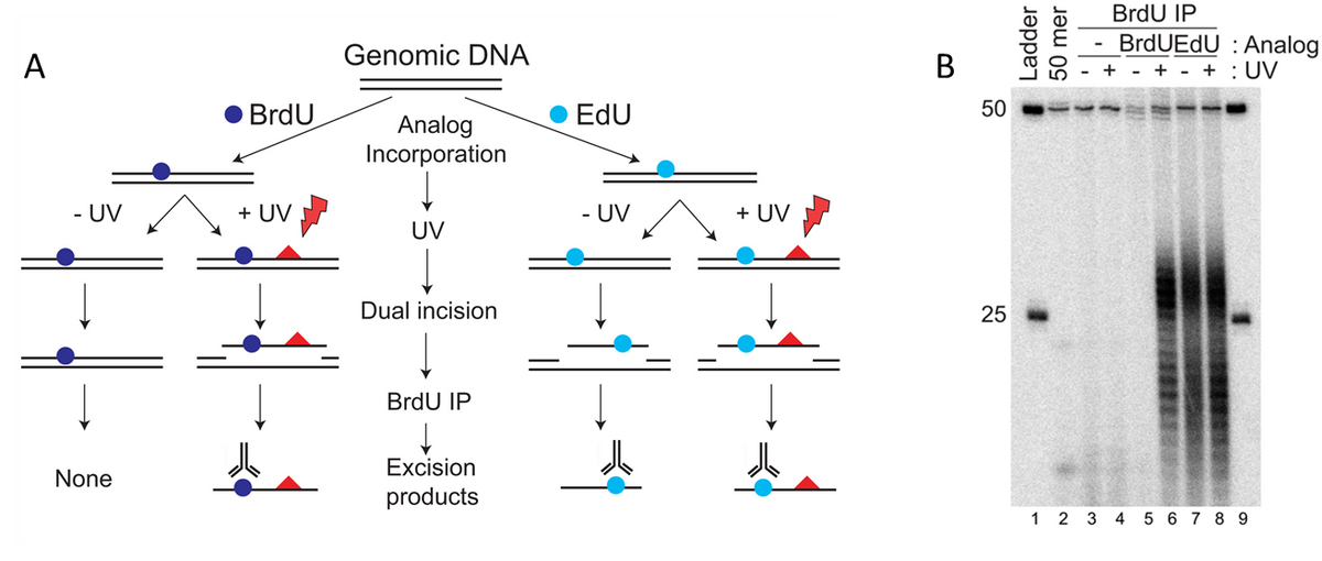 A
- UV
None
BrdU
+ UV
Genomic DNA
Analog
Incorporation
UV
Dual incision
BrdU IP
↓
Excision
products
EdU
- UV
+ UV
50
25
Ladder
50 mer
BrdU IP
BrdUEdU: Analog
+ + : UV
1 2 3 4 5 6 7 8 9