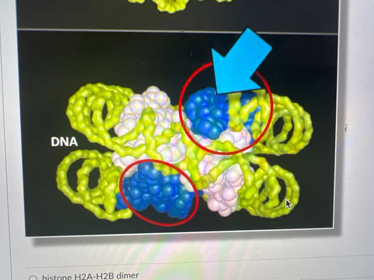 DNA
histone H2A-H2B dimer
