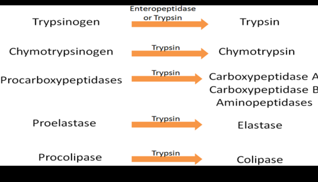 Enteropeptidase
or Trypsin
Trypsinogen
Trypsin
Chymotrypsinogen
Trypsin
Chymotrypsin
Trypsin
Carboxypeptidase A
Carboxypeptidase B
Aminopeptidases
Procarboxypeptidases
Proelastase
Trypsin
Elastase
Trypsin
Procolipase
Colipase
