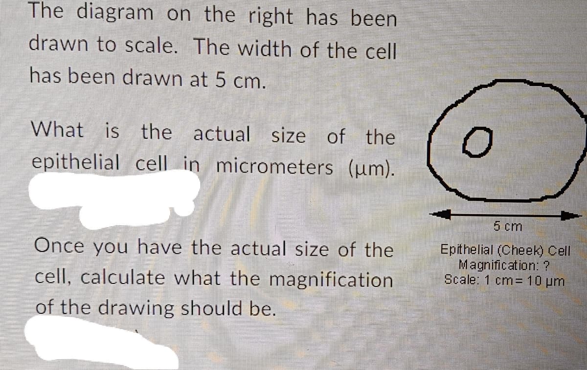 The diagram on the right has been
drawn to scale. The width of the cell
has been drawn at 5 cm.
What is the actual size of the
epithelial cell in micrometers (μm).
Once you have the actual size of the
cell, calculate what the magnification
of the drawing should be.
O
5 cm
Epithelial (Cheek) Cell
Magnification: ?
Scale: 1 cm= 10 μm