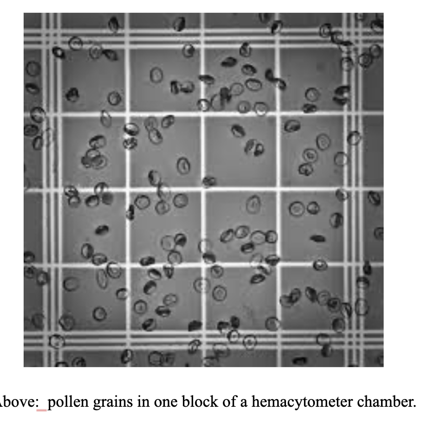 80
bove: pollen grains in one block of a hemacytometer chamber.