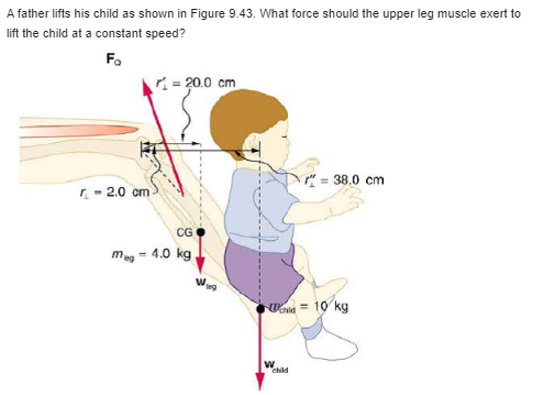 A father lifts his child as shown in Figure 9.43. What force should the upper leg muscle exert to
lift the child at a constant speed?
Fo
2.0 cm-
meg
=20.0 cm
CG
4.0 kg
W
38.0 cm.
Uchid = 10 kg
W
child