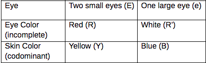 Eye
Two small eyes (E) One large eye (e)
Еye Color
(incomplete)
Skin Color
(codominant)
Red (R)
White (R')
Yellow (Y)
Blue (B)
