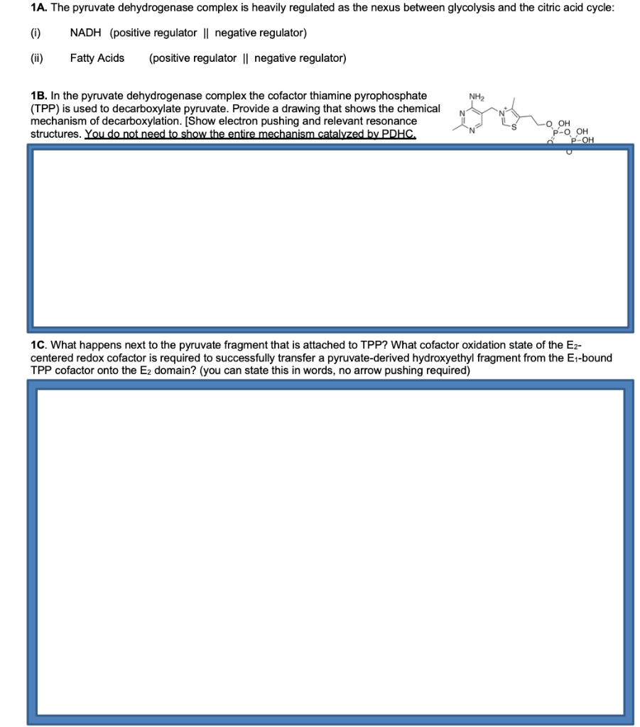 1A. The pyruvate dehydrogenase complex is heavily regulated as the nexus between glycolysis and the citric acid cycle:
(i) NADH (positive regulator || negative regulator)
(ii)
Fatty Acids
(positive regulator || negative regulator)
NH₂
1B. In the pyruvate dehydrogenase complex the cofactor thiamine pyrophosphate
(TPP) is used to decarboxylate pyruvate. Provide a drawing that shows the chemical
mechanism of decarboxylation. [Show electron pushing and relevant resonance
structures. You do not need to show the entire mechanism catalyzed by PDHC.
-O OH
P-O OH
P-OH
1C. What happens next to the pyruvate fragment that is attached to TPP? What cofactor oxidation state of the E2-
centered redox cofactor is required to successfully transfer a pyruvate-derived hydroxyethyl fragment from the E₁-bound
TPP cofactor onto the E₂ domain? (you can state this in words, no arrow pushing required)
