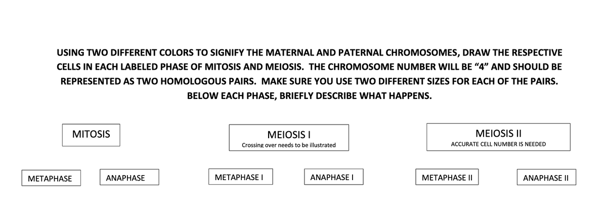 USING TWO DIFFERENT COLORS TO SIGNIFY THE MATERNAL AND PATERNAL CHROMOSOMES, DRAW THE RESPECTIVE
CELLS IN EACH LABELED PHASE OF MITOSIS AND MEIOSIS. THE CHROMOSOME NUMBER WILL BE "4" AND SHOULD BE
REPRESENTED AS TWO HOMOLOGOUS PAIRS. MAKE SURE YOU USE TWO DIFFERENT SIZES FOR EACH OF THE PAIRS.
BELOW EACH PHASE, BRIEFLY DESCRIBE WHAT HAPPENS.
MITOSIS
ΜEIOSIS I
MEIOSIS II
Crossing over needs to be illustrated
ACCURATE CELL NUMBER IS NEEDED
МЕТАРНАSE
ΑΝΑΡHASE
МЕТАРНASEI
ANAPHASE I
МЕТАРНАSE II
ANAPHASE II
